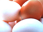 徳島県　地養卵